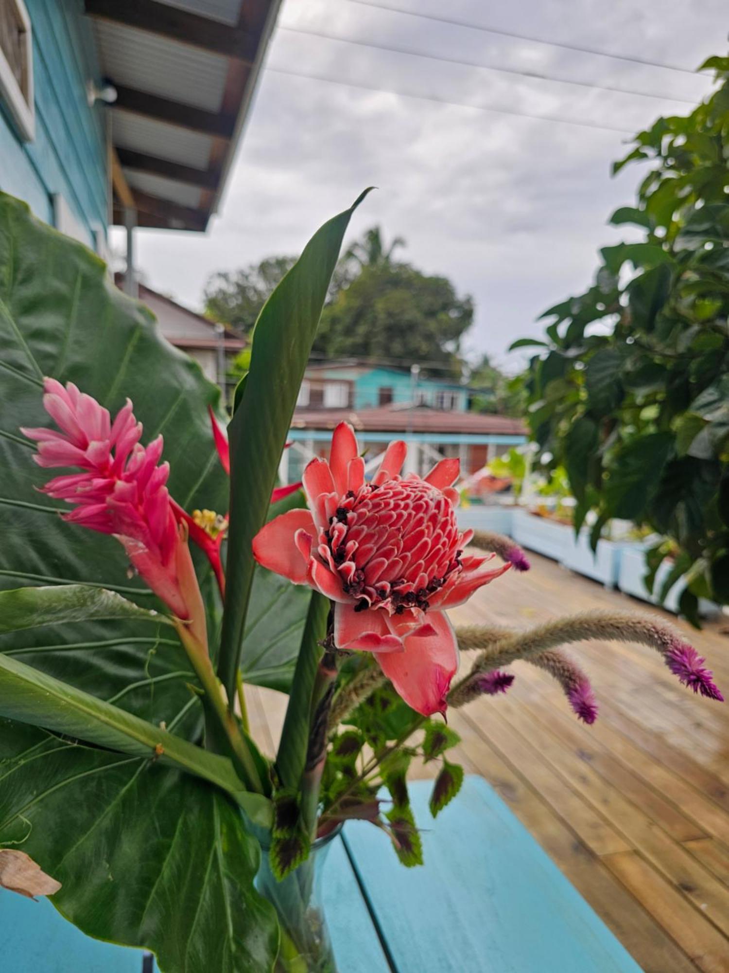 Casa Pelicano Bocas del Toro Zewnętrze zdjęcie